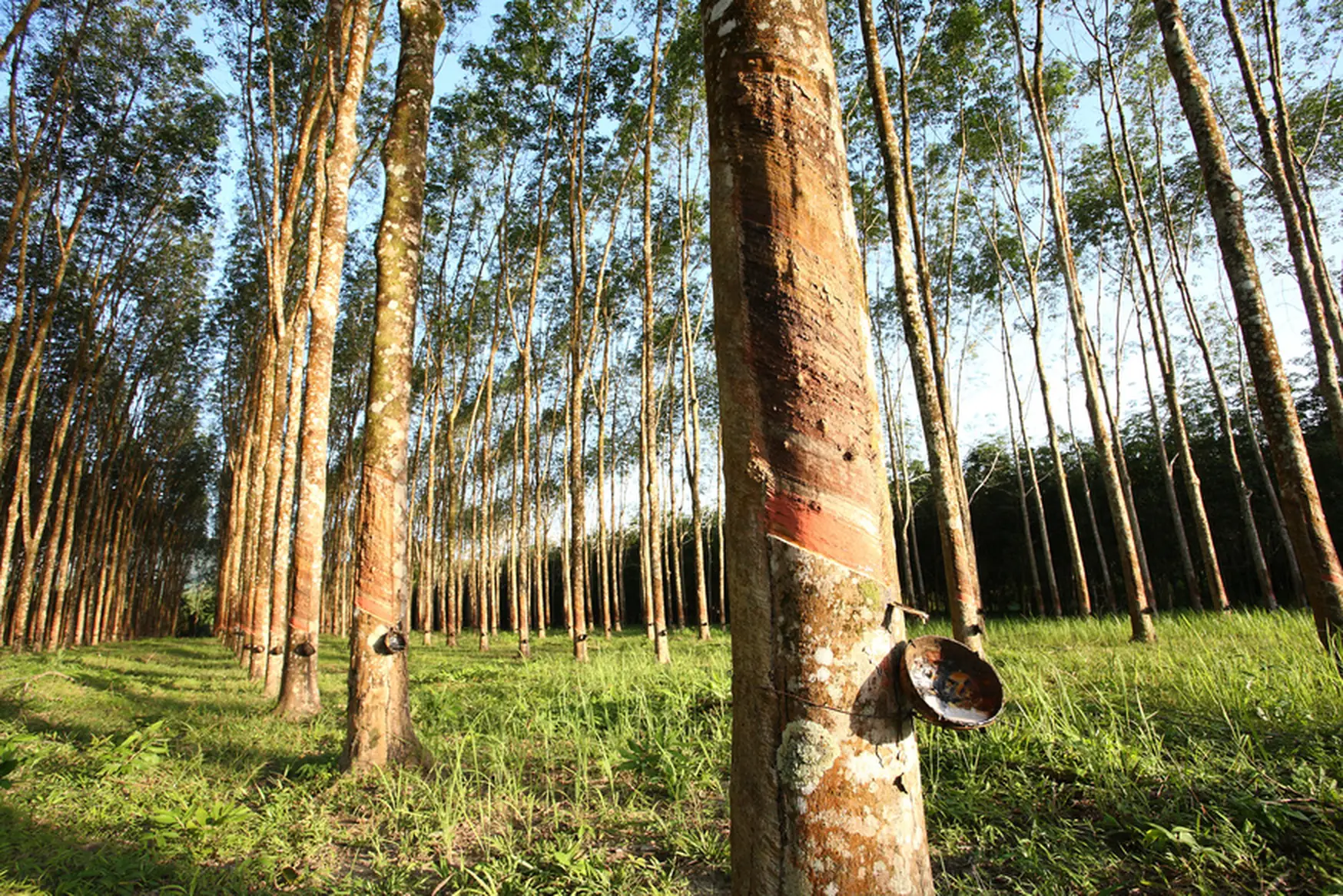 Rows of rubber trees on a plantation, each tapped with a collection cup attached to the trunk
